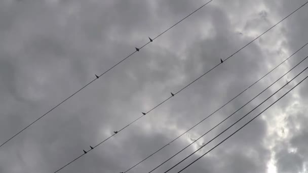 Several Birds Sitting Power Telephone Line Grey Clouds Overhead — Stok video