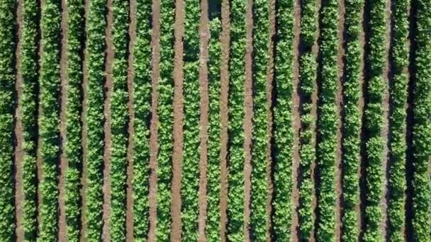 Ascending Aerial View Vast Lush Green Agricultural Crop Endless Rows — Vídeos de Stock