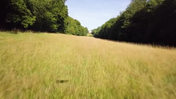 Drone Footage Shadow Drone Low Fast Shot Long Grass Rows — Videoclip de stoc