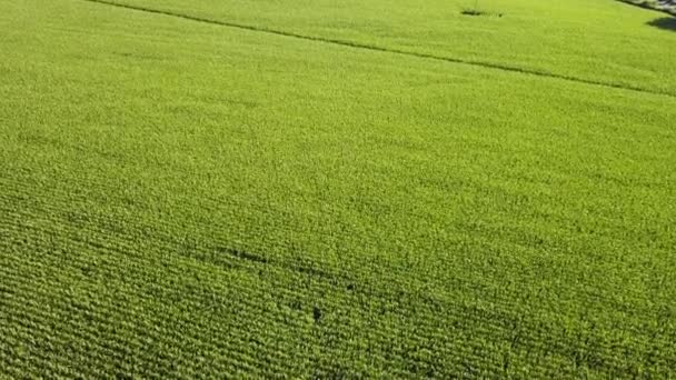 Fast Low Aerial Footage Corn Field — Stok video