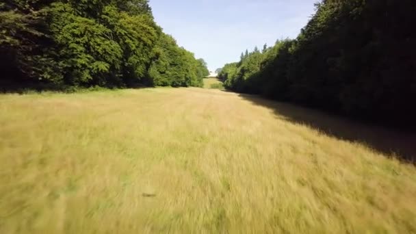 Shadow Drone Visible Long Grass Low Fast Shot Rows Trees — Wideo stockowe
