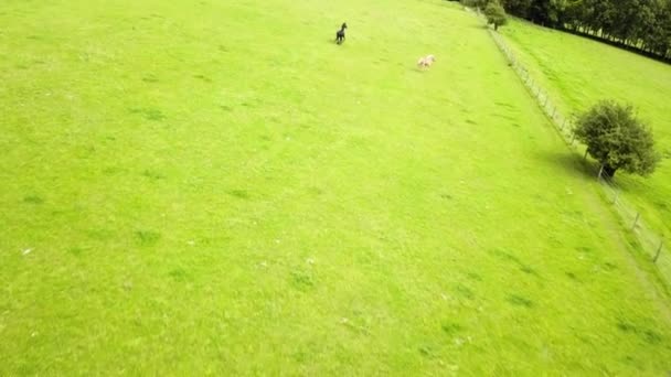 Aerial Footage Horses Running Bright Green Field — Video Stock