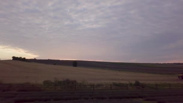 Sunrise Lavender Fields Farmland — 图库视频影像