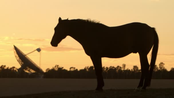 Silhouetted Golden Dusk Sky Horse Stands Looking Out Empty Field — ストック動画