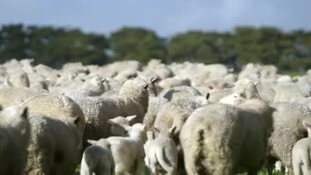 Flock Sheep Young Lambs Running Grassy Pasture Rural Setting — Stock Video