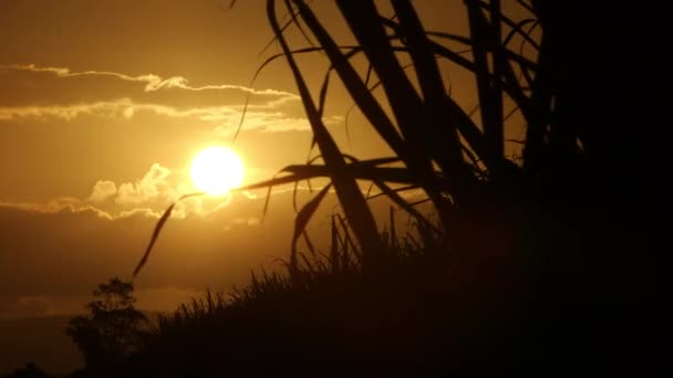 Sun Illuminates Golden Evening Sky Tall Grassy Reeds Trees Bold — 图库视频影像