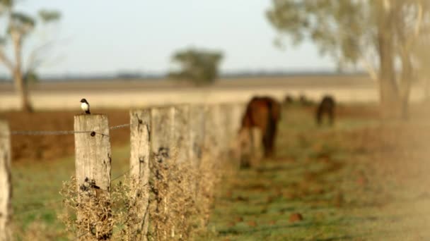 Small Bird Perched Briefly Wooden Fence Post Taking Horses Can — Stok video