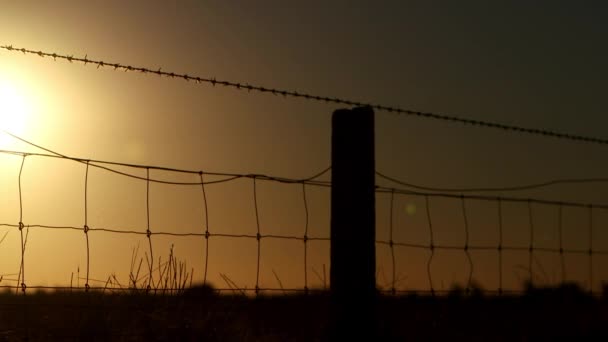 Agricultural Grid Fence Barbed Wire Silhouette Intense Golden Evening Sun — Stockvideo