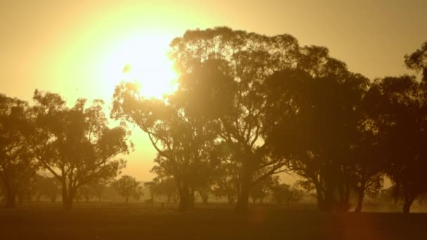 Silhouetted Setting Sun Car Moves Trees Dry Rural Trail Stirring — Vídeo de stock