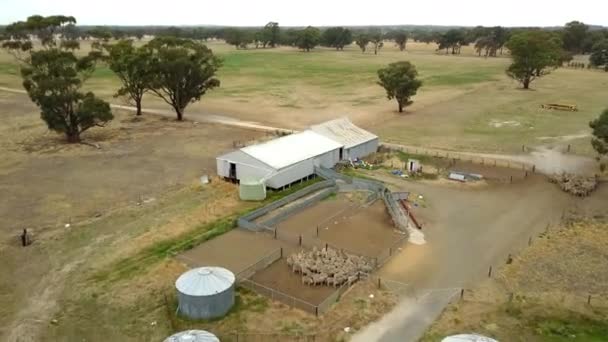 Aerial View Moving Rural Sheep Farm — Stok video