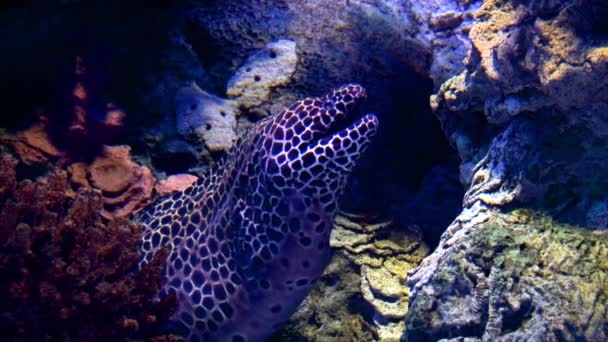 Πεσμένο Ψάρι Moray Eel Gymnothorax Favagineus Ανοίγει Στόμα Του Σπηλιά — Αρχείο Βίντεο