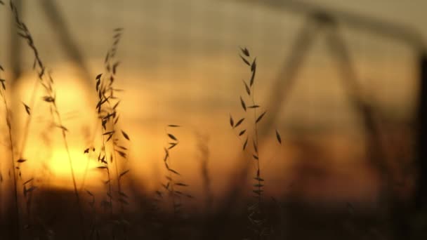 Long Wild Grass Seed Heads Rock Elegantly Breeze Silhouetted Dreamy — Stok video