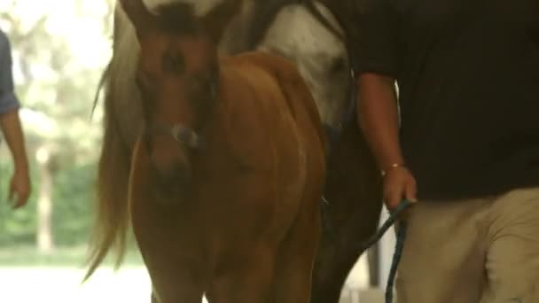 Men Taking Large Small Horses Stables — Vídeo de stock