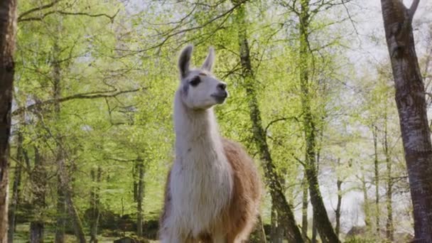 Llama Looks Shakes Head — Αρχείο Βίντεο