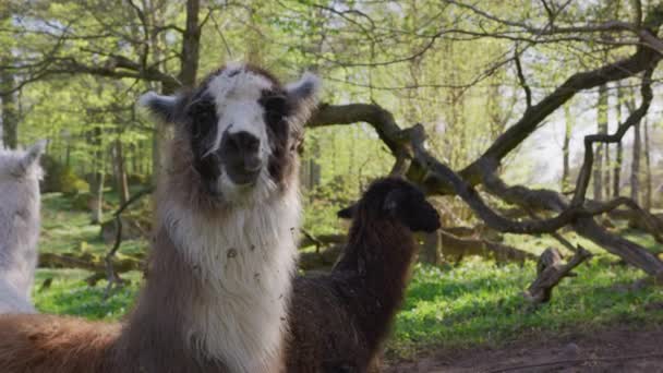 Happy Llama Curious Shot Red 120Fps Uhd Uploaded Bit Prores — Stockvideo