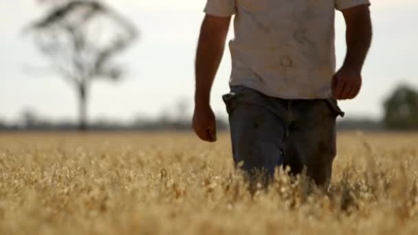 Dirty Hard Working Farmer Walking Scouting His Ripe Crop Plan — стоковое видео