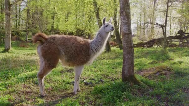 Llama Stands Next Tree — Stock videók