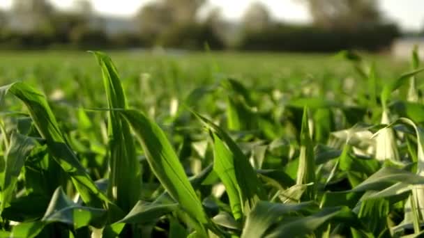 Smooth Panning Motion Right Left Healthy Looking Crop Corn — Vídeos de Stock