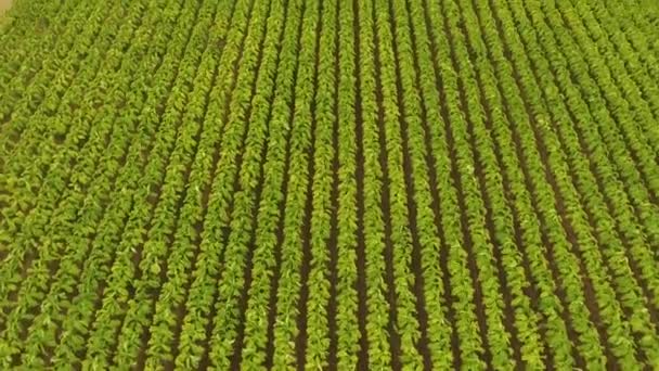 Tobacco Field Aerial Flying Rows — Wideo stockowe