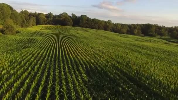 Aerial Shot Corn Field — Videoclip de stoc