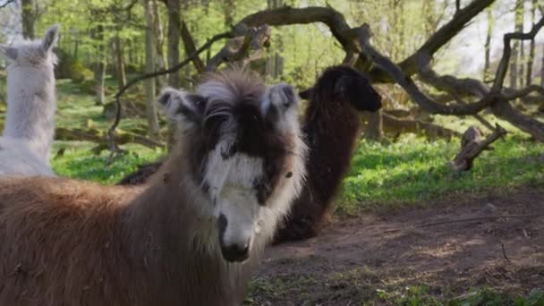 Sleepy Llama Surprised Sudden Delicious Grass Sky Eats Shot Red — ストック動画