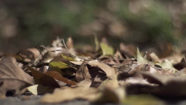 Close Slow Motion Leaves Being Ran Bike — Video