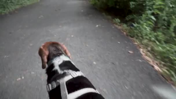 Point View While Holding Leash Walking Dog Trail Slow Motion — Stockvideo