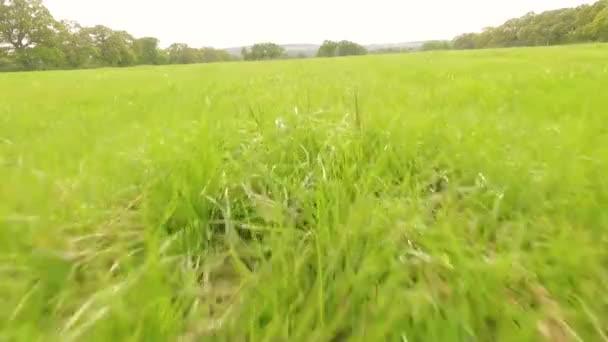 Low Flyover Grassland Approximately Meter Ground — Stock Video