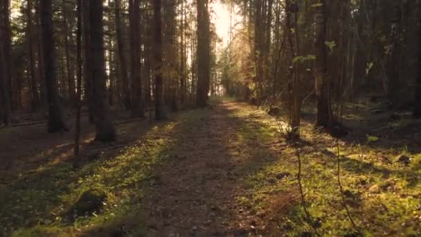 Drone Passing Slowly Woods — Stockvideo
