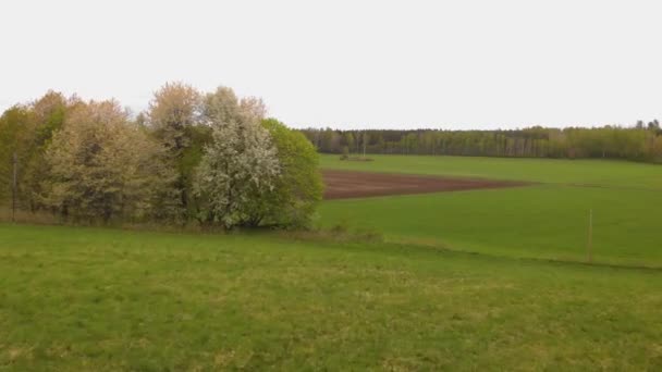 Drone Flying Trees Oand Reveal Brownish Field — Vídeo de Stock