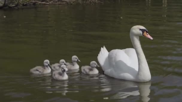 Swan Family Showing Young Cygnets Water Cheshire Ηνωμένο Βασίλειο — Αρχείο Βίντεο
