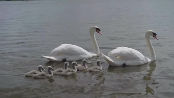 Swan Family Showing Young Cygnets Water Cheshire Ηνωμένο Βασίλειο — Αρχείο Βίντεο