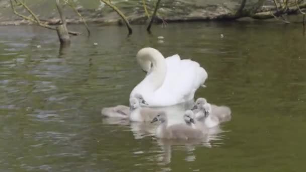 Swan Family Showing Young Cygnets Water Cheshire Ηνωμένο Βασίλειο — Αρχείο Βίντεο