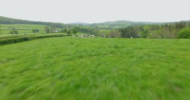 Fast Flyover Cows Grazing Pasture Milking — Vídeos de Stock