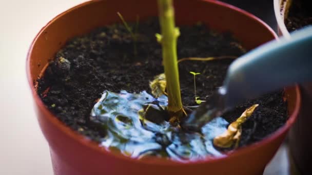 Watering Potted Plant Slow Motion — Vídeo de Stock
