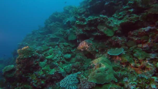 Shot Cuttlefish Swimming Reef Kume Island Okinawa Japan — Vídeo de Stock