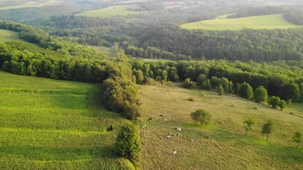 Birds Eye View Open Field Maine United State America — Vídeo de stock