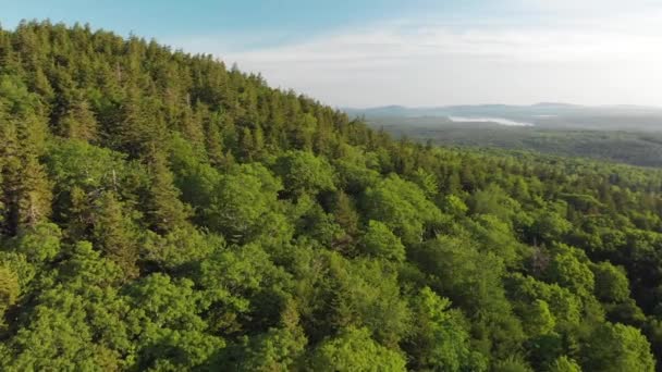 Aerial Drone Shot Forest Maine United States America — Video