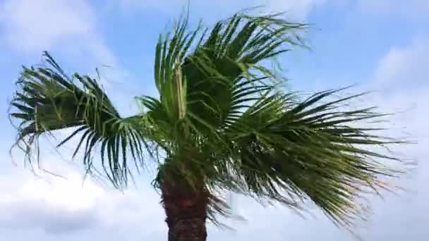 Low Angle Shot Palm Tree Swaying Wind Chatan Okinawa Japan — Vídeo de Stock