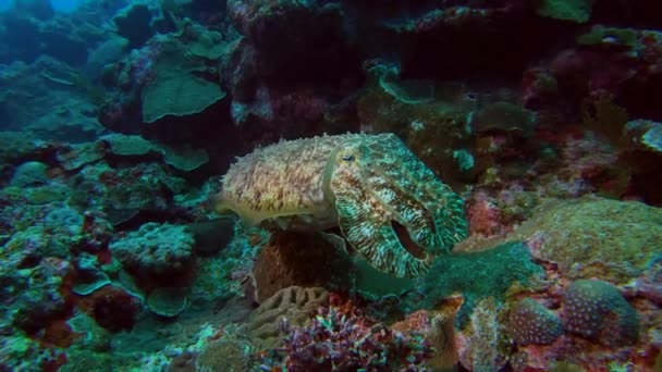 Close Shot Common Cuttlefish Kume Island Okinawa Japan — Stock video