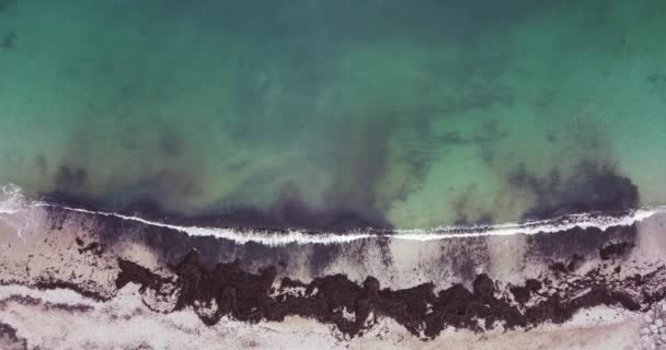 Ρηχά Κύματα Σπάνε Παραλία Γεμάτη Φύκια — Αρχείο Βίντεο