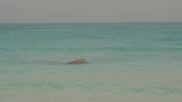 Dolphin Playing Seashore Abu Dhabi Beach United Arab Emirate — 图库视频影像