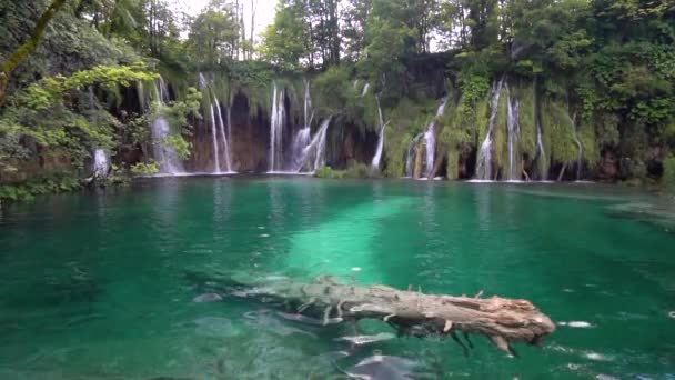 Submerged Tree Crystal Blue Waters Plitvice Lakes Park Croatia — 图库视频影像