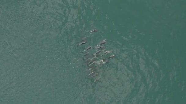 Pod Dolphins Seen Vleesbaai Western Cape South Africa — Video Stock