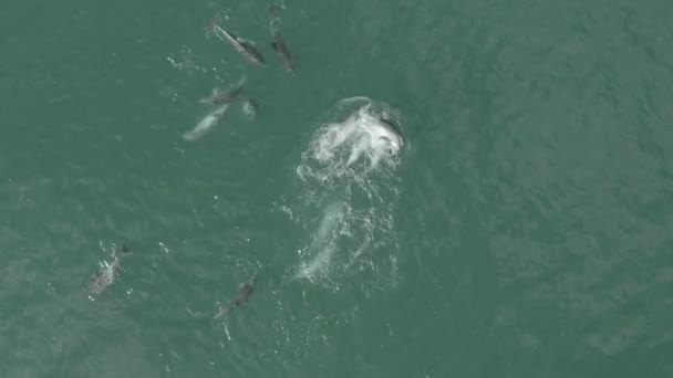 Female Dolphin Being Chased Male Dolphin Vleesbaai Western Cape South — Vídeo de Stock