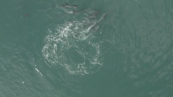 Pod Dolphin Hunting Waters Vleesbaai Western Cape South Africa — Video Stock