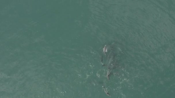 Group Dolphins Leisurely Swimming Open Sea — Stock videók