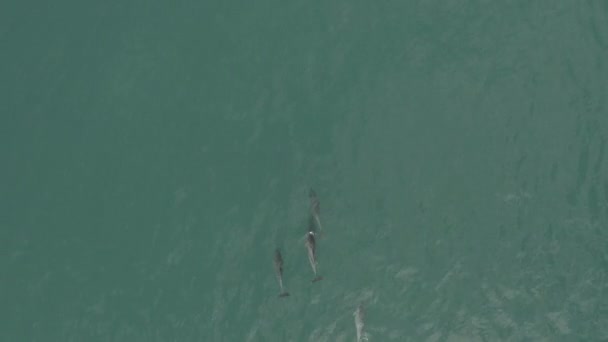 Dolphins Casually Swimming Waters Vleesbaai Western Cape South Africa — Vídeos de Stock