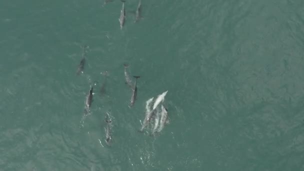 Dolphin Mating Season Vleesbaai Western Cape South Africa — Stock Video