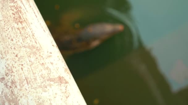 Monitor Lizard Lumpini Park Bangkok Water Swimming — Video